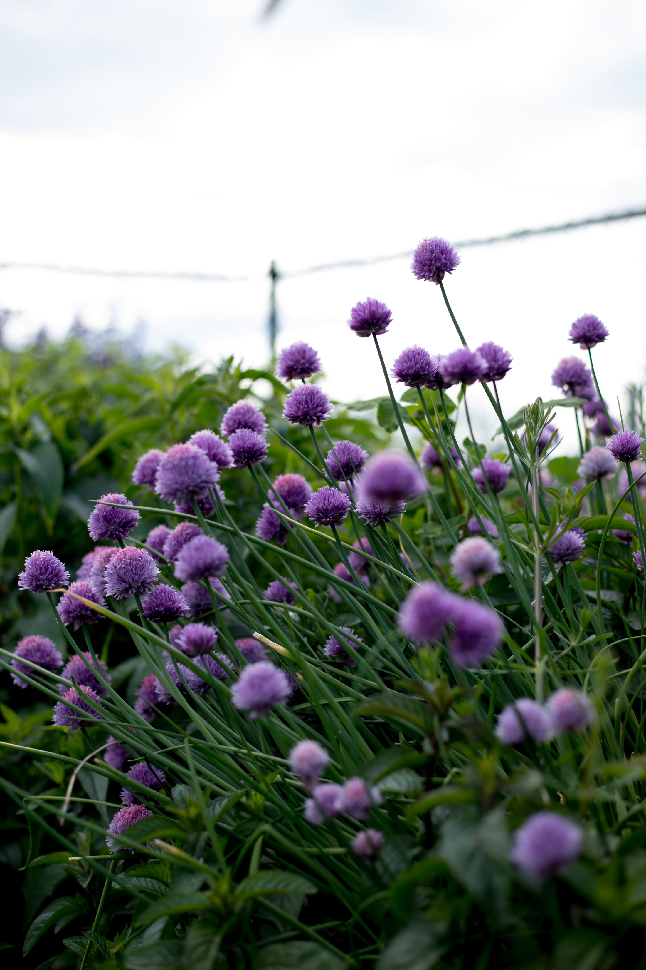 purple flowers