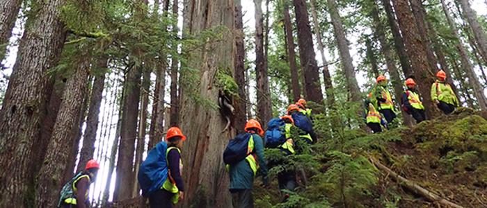UBC Forestry students walking uphill through a forest in protective gear.